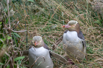 Obraz premium Two rare yellow-eyed penguins in their natural habitat outside Katiki Point Lighthouse in New Zealand