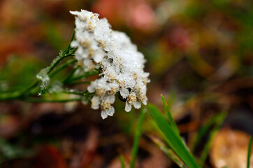 new snow on white flower in late autumn macro photo