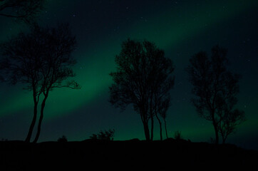 Fototapeta na wymiar tree silouette with aurora borealis and stars at night background