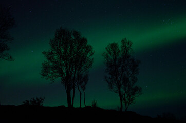 tree silouette with aurora borealis and stars at night background