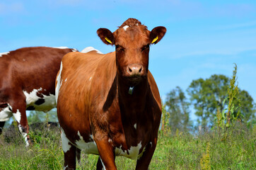 cow and cows on green summer pasture