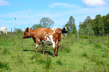 cow and cows on green summer pasture