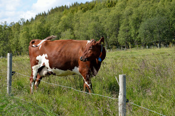 cow grazing on summer field