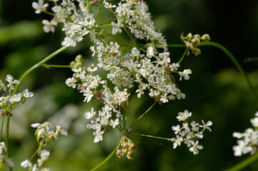 white wildflower in summer forest