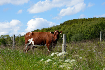 grazing cows in summer