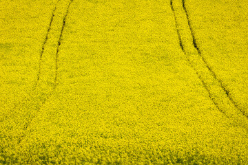 Field of oilseed rape in the spring.
