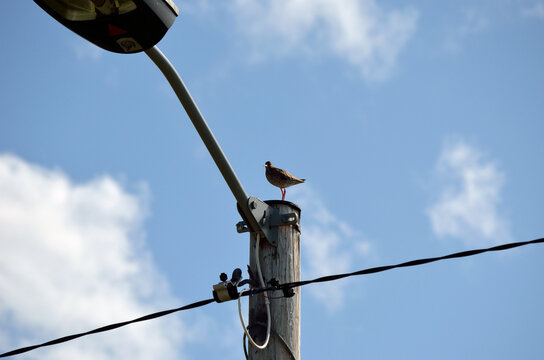 small sea bird standing on pole with nlue summer sky backdrop