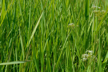beautiful green grass macro photo