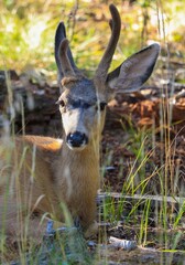 deer in the woods