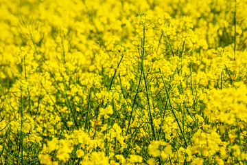 Oilseed rape in close-up view in a field in spring.