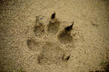 claw paw print on sand