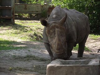 Rhinoceros close-up.