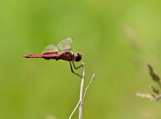 close up of a Red-veined darter dragonfly