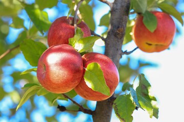 apples on a branch