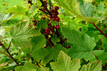 red ripe redcurrant berry cluster on bush in late autumn