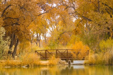 Fototapeta premium autumn in the park