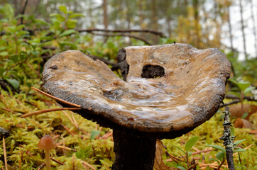 wet mushroom, fungus in autumn wild forest macro