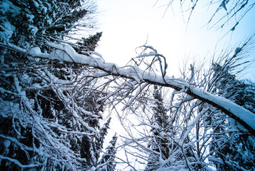 Snowy Forest in the Winter in Trois-Rivières, Quebec / Canada