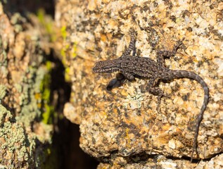 lizard on a rock