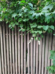 Old wooden grey fence with a flowering jasmine bush