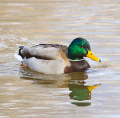 duck on the water
