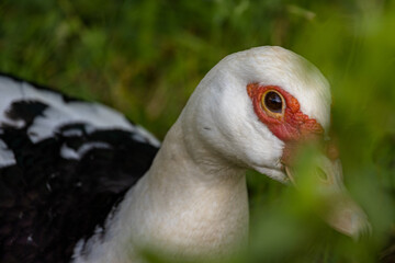 Obraz premium portrait of a goose