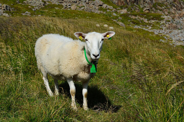 beautiful sheep standing on grassy field near ocean in summer