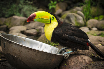 Guacamayo comiendo en la selva