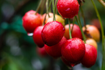cherries on a tree - bing cherries 