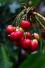 cherries on a tree - bing cherries 