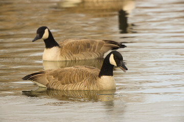 canada goose on lake