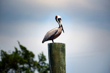 A profile of a pelican perched on a post.