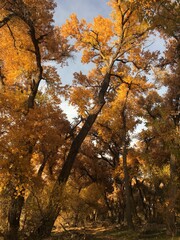 autumn in the forest