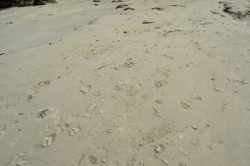 foot prints in white beach sand