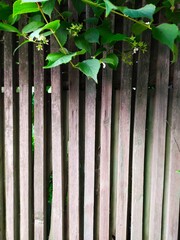 old wooden fence with green leaves