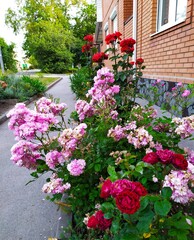 Blooming bushes of pink and red roses on the street near the house
