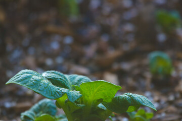 green leaves in the rain