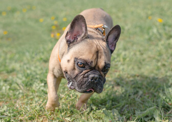 Fototapeta premium Funny french bulldog outdoors on a sunny summer day. Positive emotions. The concept of favorite animals. Dog playing outdoors in the park