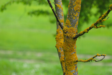 Tree with moss on the bark in the spring forest or moss on the tree trunk. Tree bark with green moss. Selective focus. Soft blurred background.