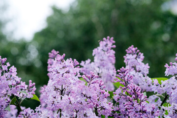 Lilac branch of a blossoming lilac on a bright background