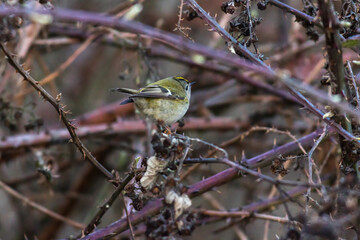 Goldcrest (Regulus regulus)