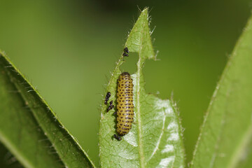 Larva of a viburnum leaf beetle (Pyrrhalta viburni) feeds on the leaves of laurustinus (Viburnum tinus). Family Chrysomelidae. 