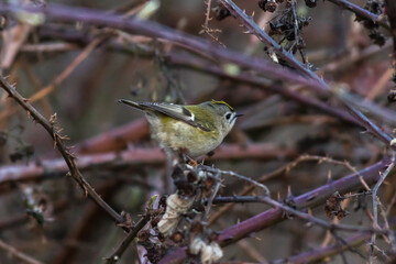 Goldcrest (Regulus regulus)