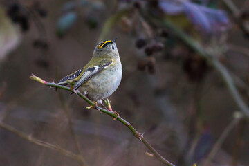 Goldcrest (Regulus regulus)