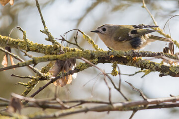 Goldcrest (Regulus regulus)