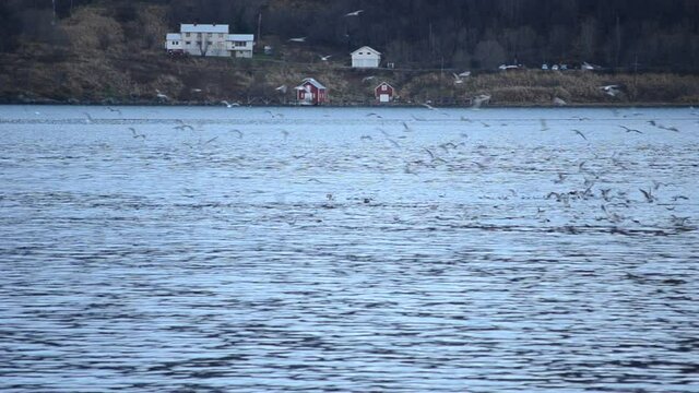 orca pack in norwegian fjord