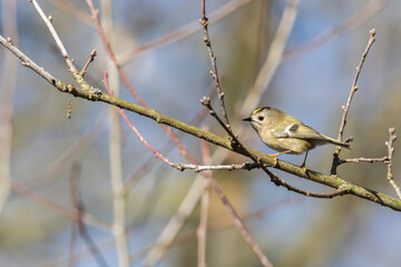 Goldcrest (Regulus regulus)