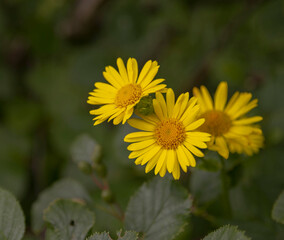 Yellow flowers.