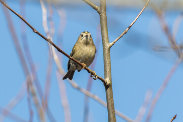 Goldcrest (Regulus regulus)