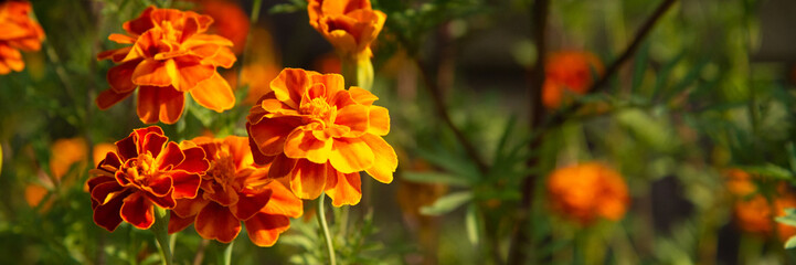 Close up of beautiful Marigold flower in garden